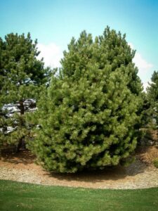 Сосна Чёрная (Pinus Nigra) купить по цене от 270.00р. в интернет-магазине «Посадика» с доставкой почтой в в Тайшете и по всей России – [изображение №1].