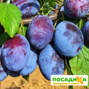 Слива Чачакская ранняя купить по цене от 229.00р. в интернет-магазине «Посадика» с доставкой почтой в в Тайшете и по всей России – [изображение №1].