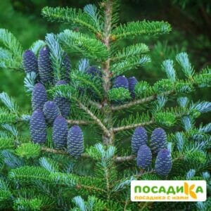 Пихта корейская (Abies koreana) купить по цене от 450.00р. в интернет-магазине «Посадика» с доставкой почтой в в Тайшете и по всей России – [изображение №1].