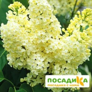 Сирень Примроуз (Primrose) купить по цене от 529.00р. в интернет-магазине «Посадика» с доставкой почтой в в Тайшете и по всей России – [изображение №1].