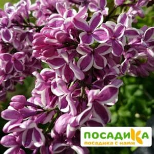 Сирень Сенсация купить по цене от 529.00р. в интернет-магазине «Посадика» с доставкой почтой в в Тайшете и по всей России – [изображение №1].