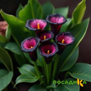 Калла Аура Лейс купить по цене от 400р. в интернет-магазине «Посадика» с доставкой почтой в в Тайшете и по всей России – [изображение №1].