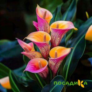 Калла Оникс купить по цене от 450р. в интернет-магазине «Посадика» с доставкой почтой в в Тайшете и по всей России – [изображение №1].