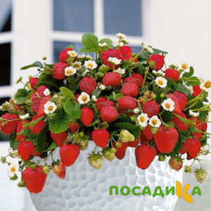 Клубника Рубиновый Шепот (горшечная) купить по цене от 240р. в интернет-магазине «Посадика» с доставкой почтой в в Тайшете и по всей России – [изображение №1].