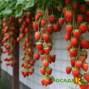 Клубника вьющаяся Комплимент купить по цене от 470р. в интернет-магазине «Посадика» с доставкой почтой в в Тайшете и по всей России – [изображение №1].