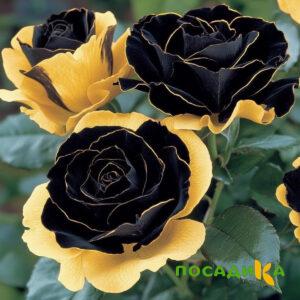 Роза Ханни Сикл купить по цене от 700р. в интернет-магазине «Посадика» с доставкой почтой в в Тайшете и по всей России – [изображение №1].
