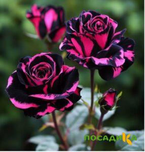 Роза Багровый Шепот купить по цене от 366р. в интернет-магазине «Посадика» с доставкой почтой в в Тайшете и по всей России – [изображение №1].