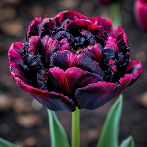 Тюльпан Фламинго купить по цене от 500р. в интернет-магазине «Посадика» с доставкой почтой в в Тайшете и по всей России – [изображение №1].