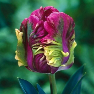 Тюльпан Экзотик Хэвен купить по цене от 186р. в интернет-магазине «Посадика» с доставкой почтой в в Тайшете и по всей России – [изображение №1].