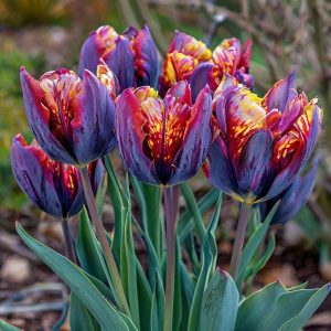 Тюльпан Опал Дрим купить по цене от 207р. в интернет-магазине «Посадика» с доставкой почтой в в Тайшете и по всей России – [изображение №1].